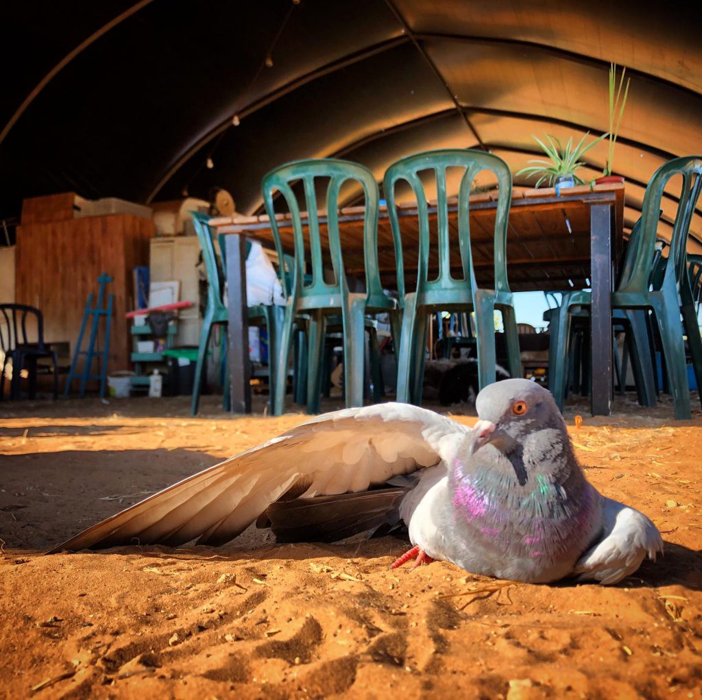 ריקוד או אילוף by Hila Peyser - Ourboox.com