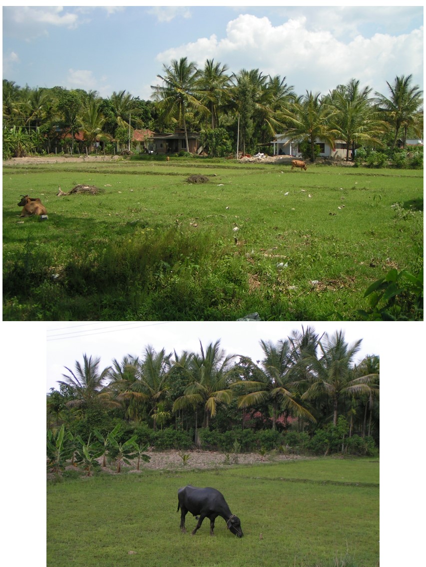 טיול שורשים להודו – חלק שני דרום הודו by מיכל בן הגיא - Illustrated by אבנר אייזיק - Ourboox.com