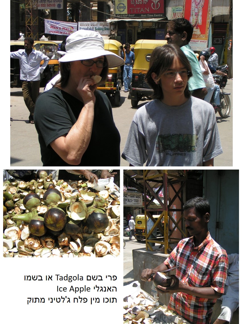 טיול שורשים להודו – חלק ראשון מומביי עד מייסור by מיכל בן הגיא - Illustrated by אבנר אייזיק - Ourboox.com