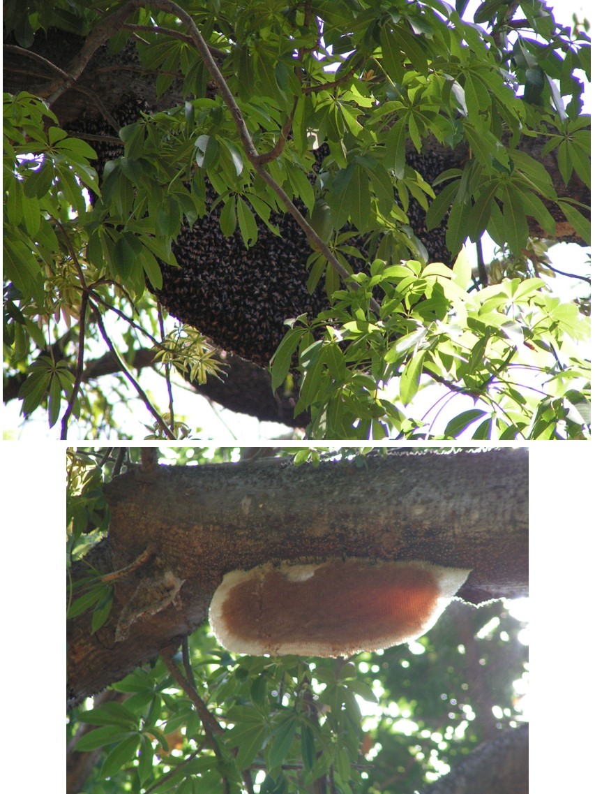 טיול שורשים להודו – חלק ראשון מומביי עד מייסור by מיכל בן הגיא - Illustrated by אבנר אייזיק - Ourboox.com