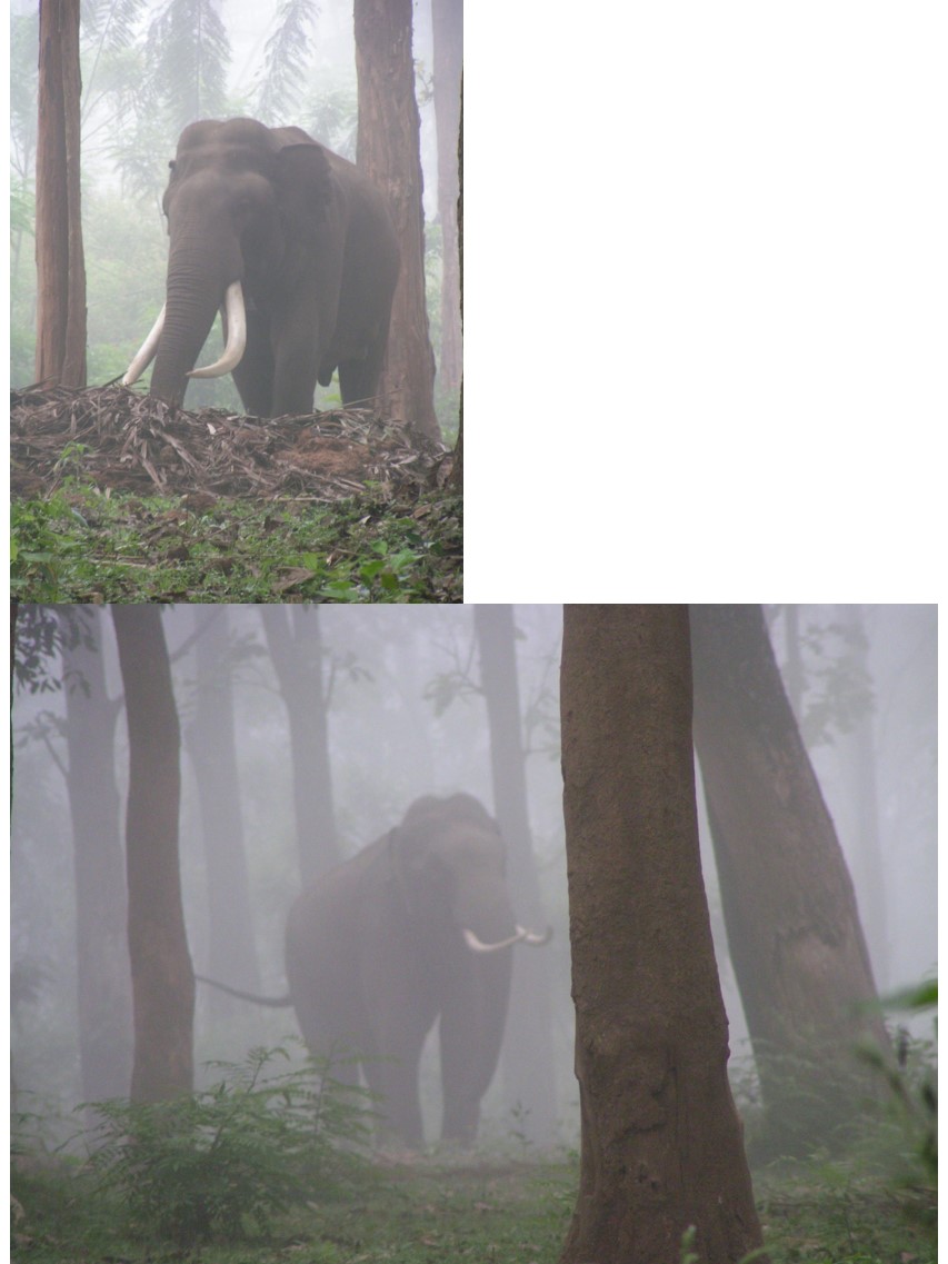 טיול שורשים להודו – חלק שני דרום הודו by מיכל בן הגיא - Illustrated by אבנר אייזיק - Ourboox.com