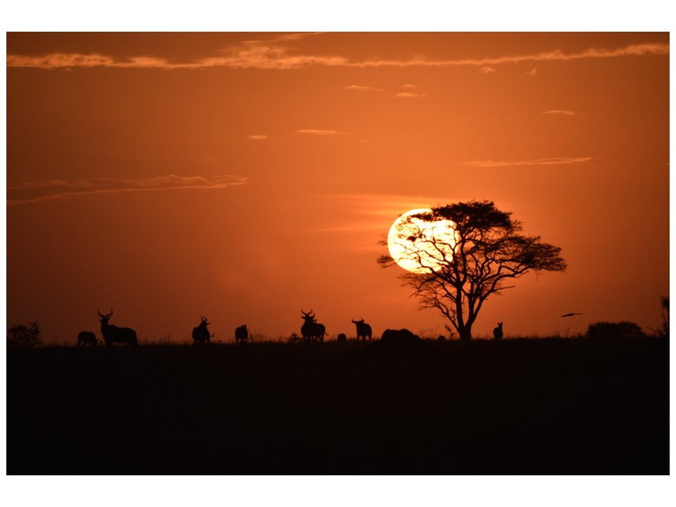 הטיול שלנו לטנזניה 2021 – חלק ראשון by מיכל בן הגיא - Illustrated by מיכל סלע ואבנר אייזיק - Ourboox.com