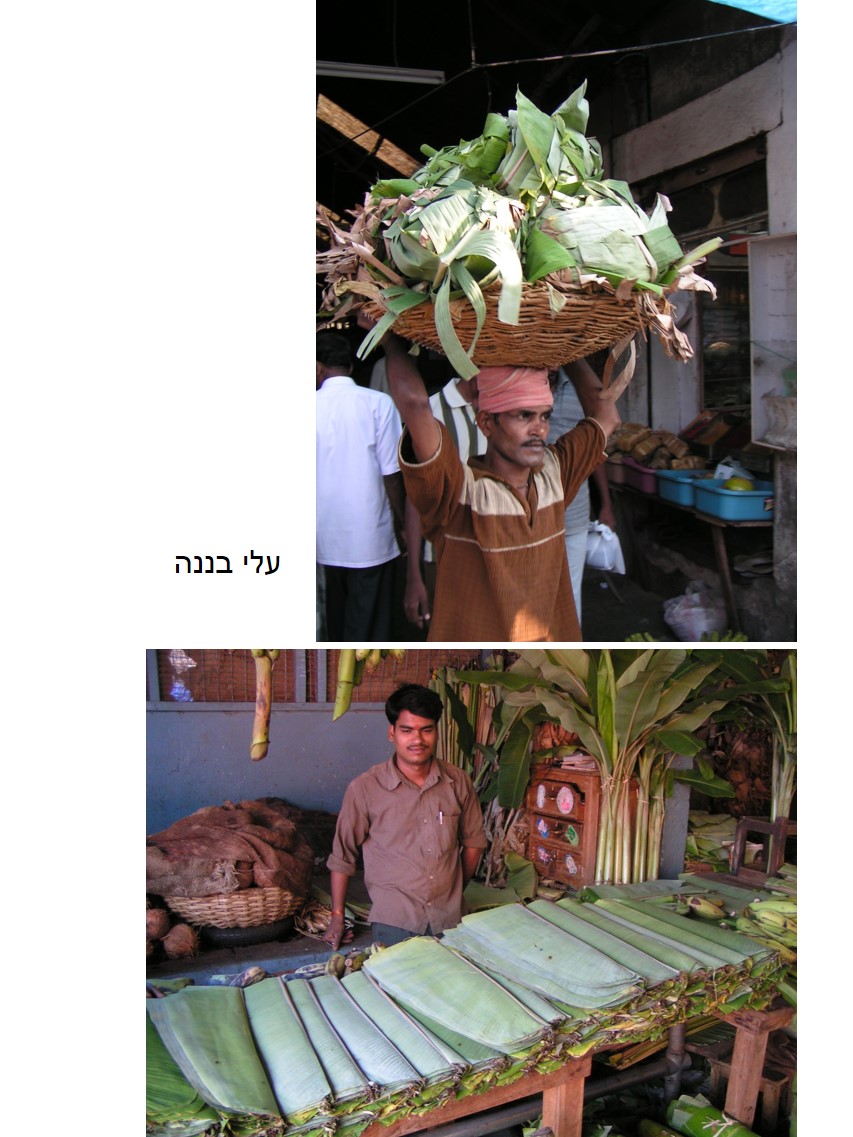 טיול שורשים להודו – חלק ראשון מומביי עד מייסור by מיכל בן הגיא - Illustrated by אבנר אייזיק - Ourboox.com