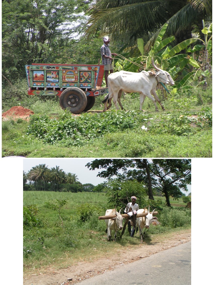 טיול שורשים להודו – חלק ראשון מומביי עד מייסור by מיכל בן הגיא - Illustrated by אבנר אייזיק - Ourboox.com