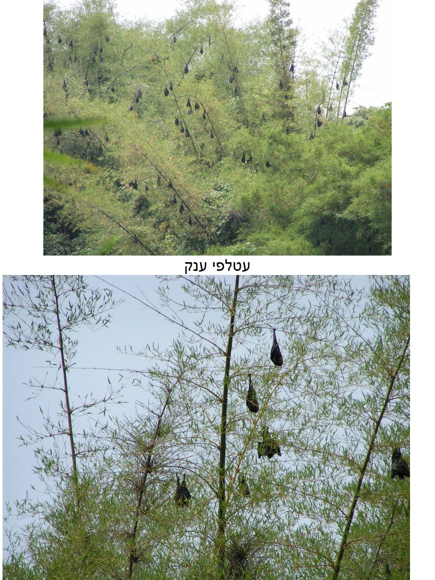 טיול שורשים להודו – חלק ראשון מומביי עד מייסור by מיכל בן הגיא - Illustrated by אבנר אייזיק - Ourboox.com