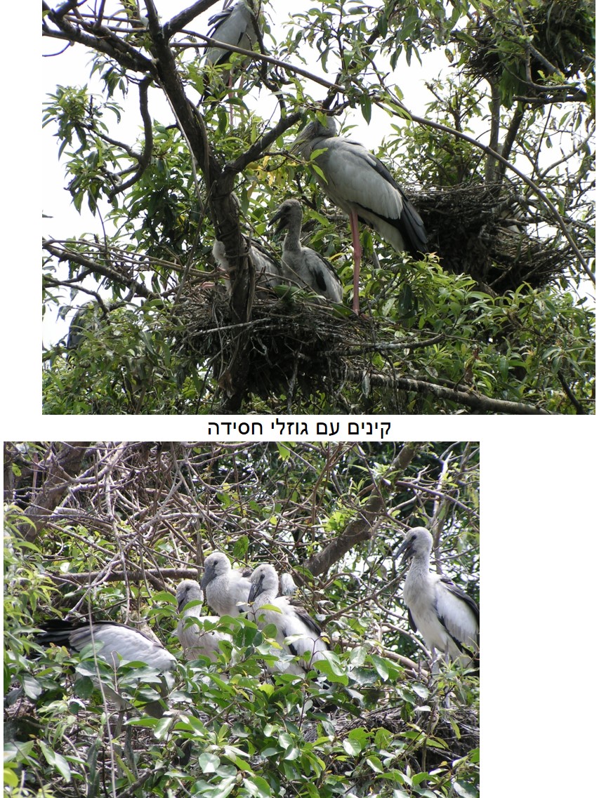 טיול שורשים להודו – חלק ראשון מומביי עד מייסור by מיכל בן הגיא - Illustrated by אבנר אייזיק - Ourboox.com