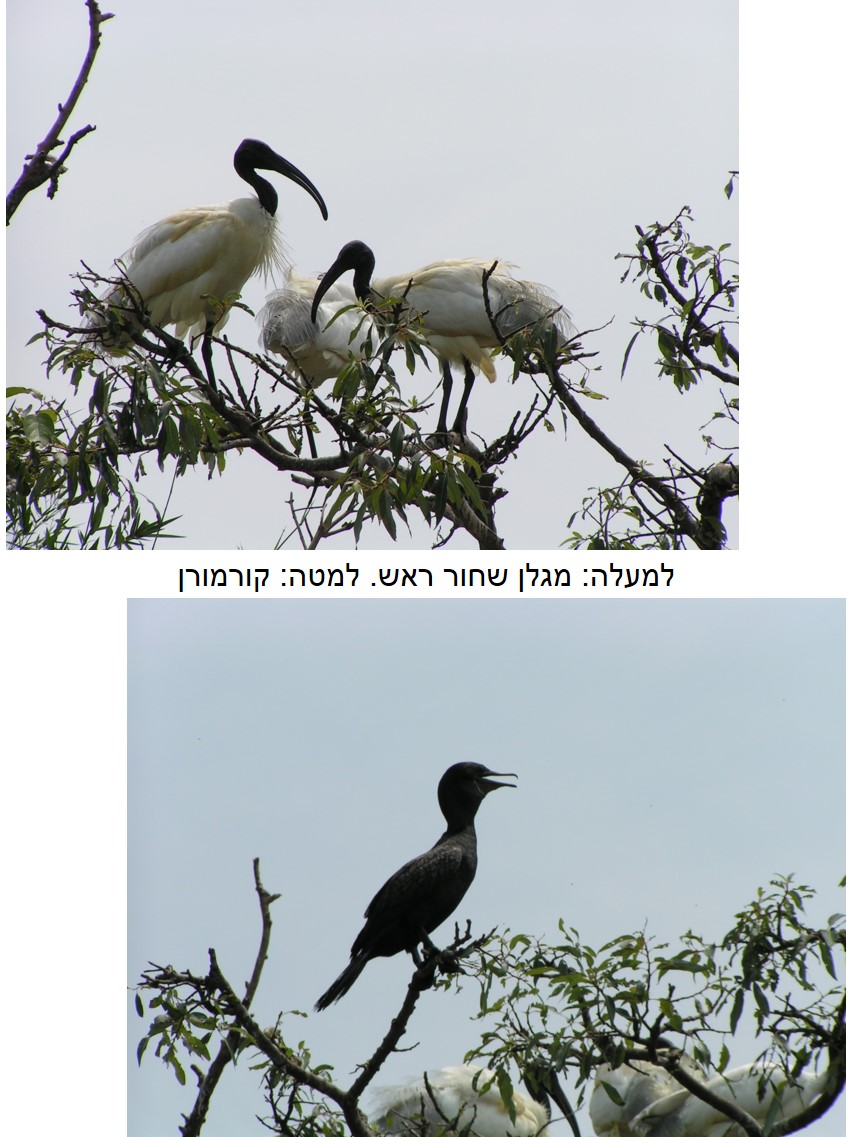 טיול שורשים להודו – חלק ראשון מומביי עד מייסור by מיכל בן הגיא - Illustrated by אבנר אייזיק - Ourboox.com