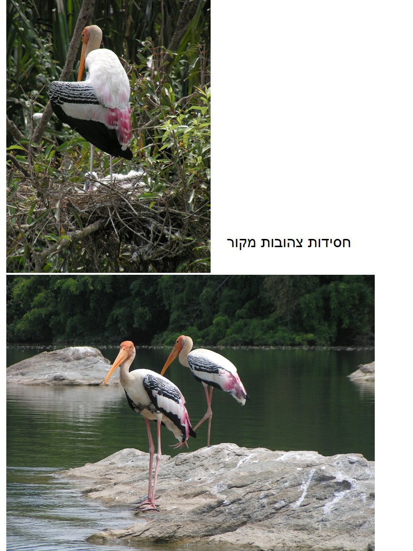 טיול שורשים להודו – חלק ראשון מומביי עד מייסור by מיכל בן הגיא - Illustrated by אבנר אייזיק - Ourboox.com