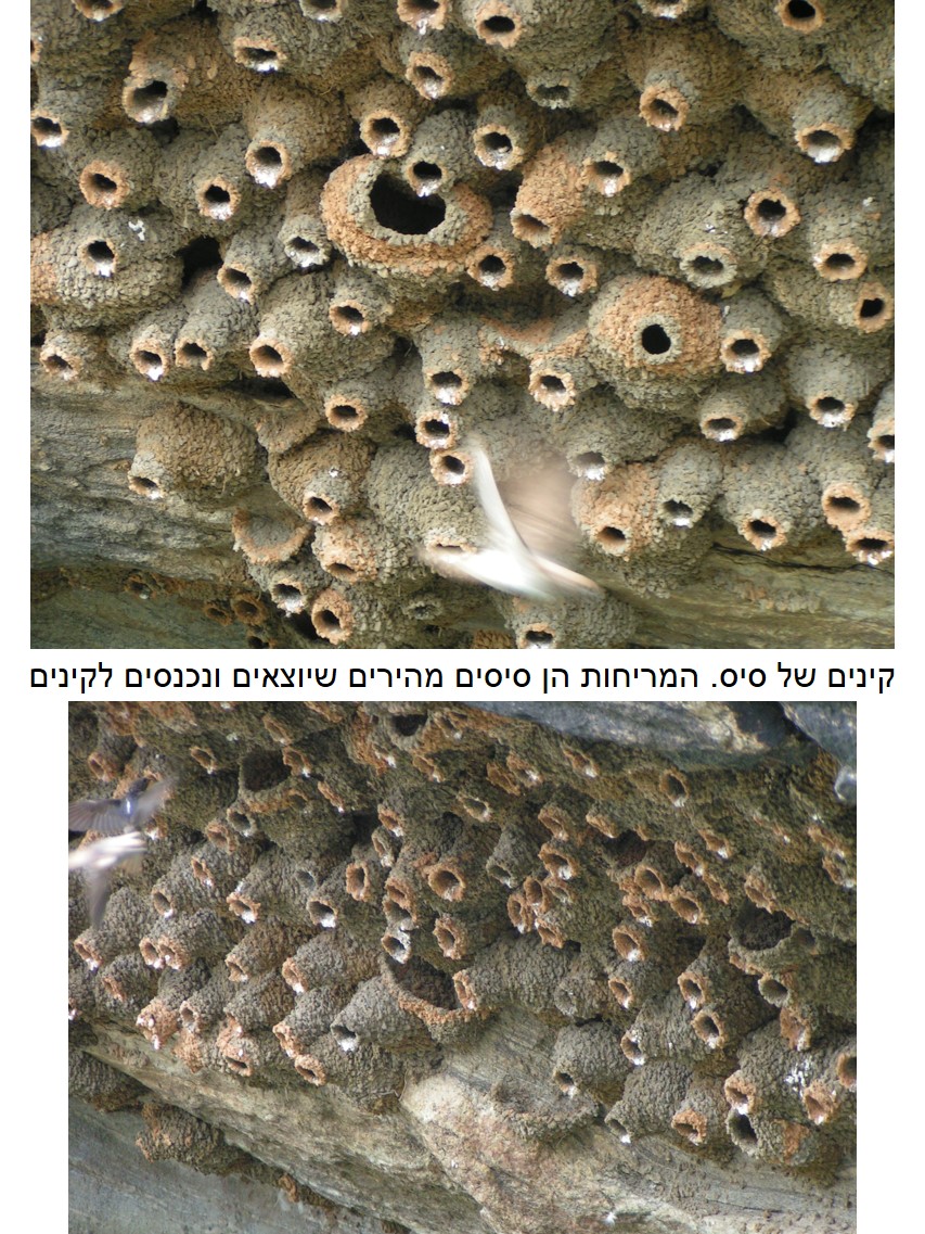 טיול שורשים להודו – חלק ראשון מומביי עד מייסור by מיכל בן הגיא - Illustrated by אבנר אייזיק - Ourboox.com