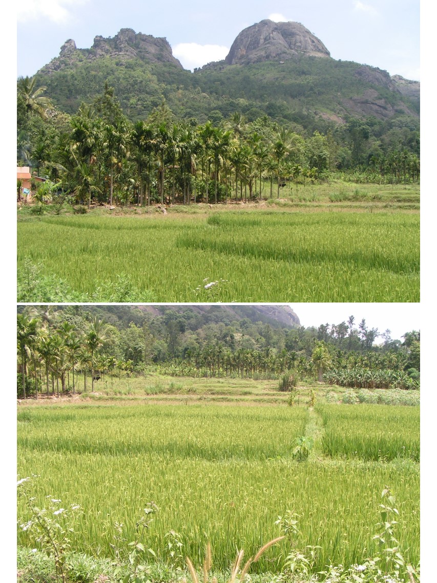 טיול שורשים להודו – חלק שני דרום הודו by מיכל בן הגיא - Illustrated by אבנר אייזיק - Ourboox.com