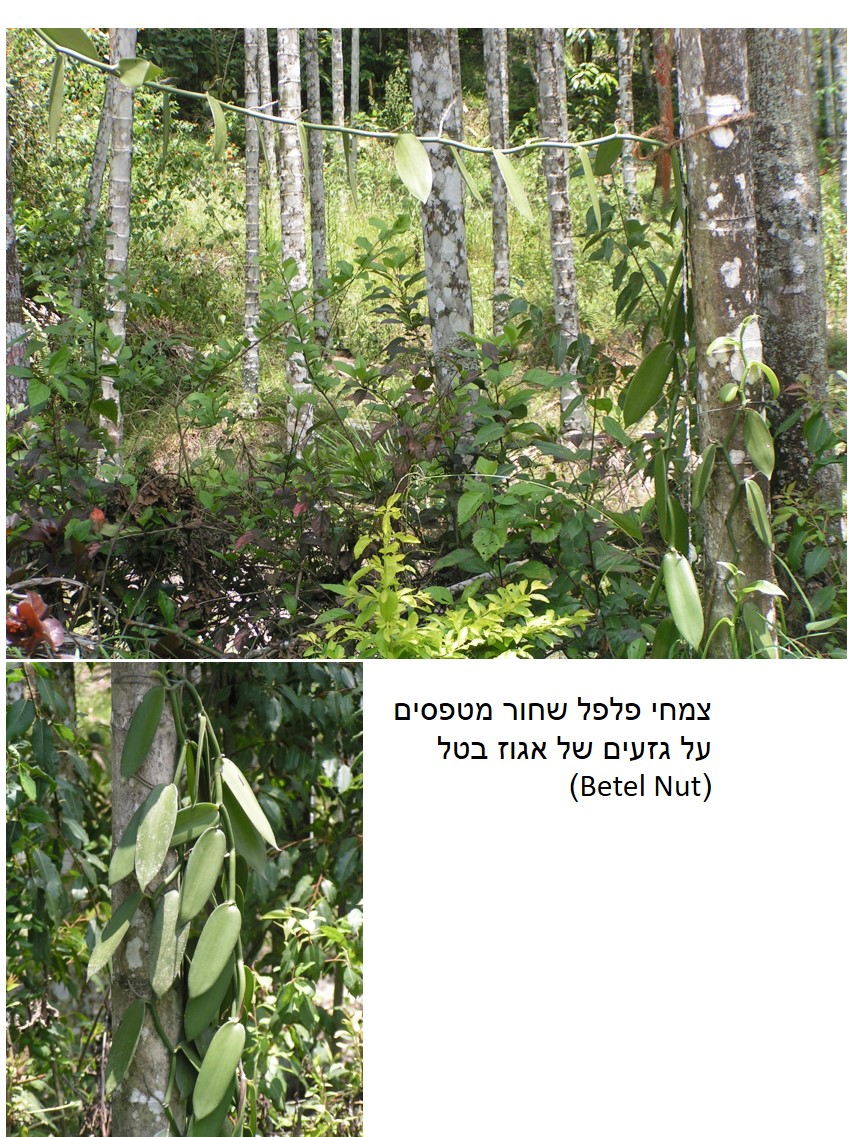 טיול שורשים להודו – חלק שני דרום הודו by מיכל בן הגיא - Illustrated by אבנר אייזיק - Ourboox.com