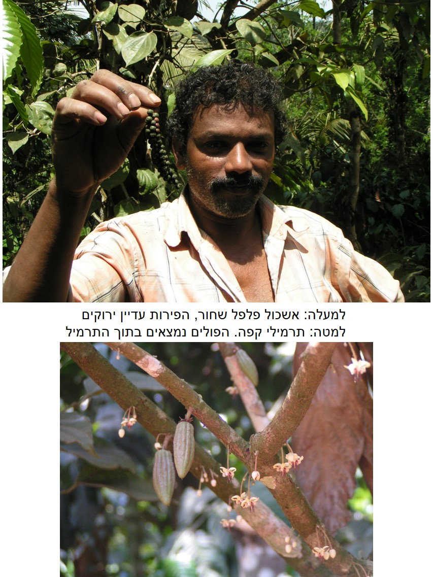 טיול שורשים להודו – חלק שני דרום הודו by מיכל בן הגיא - Illustrated by אבנר אייזיק - Ourboox.com