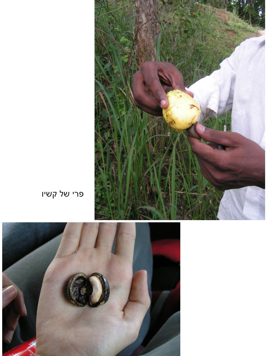 טיול שורשים להודו – חלק שני דרום הודו by מיכל בן הגיא - Illustrated by אבנר אייזיק - Ourboox.com