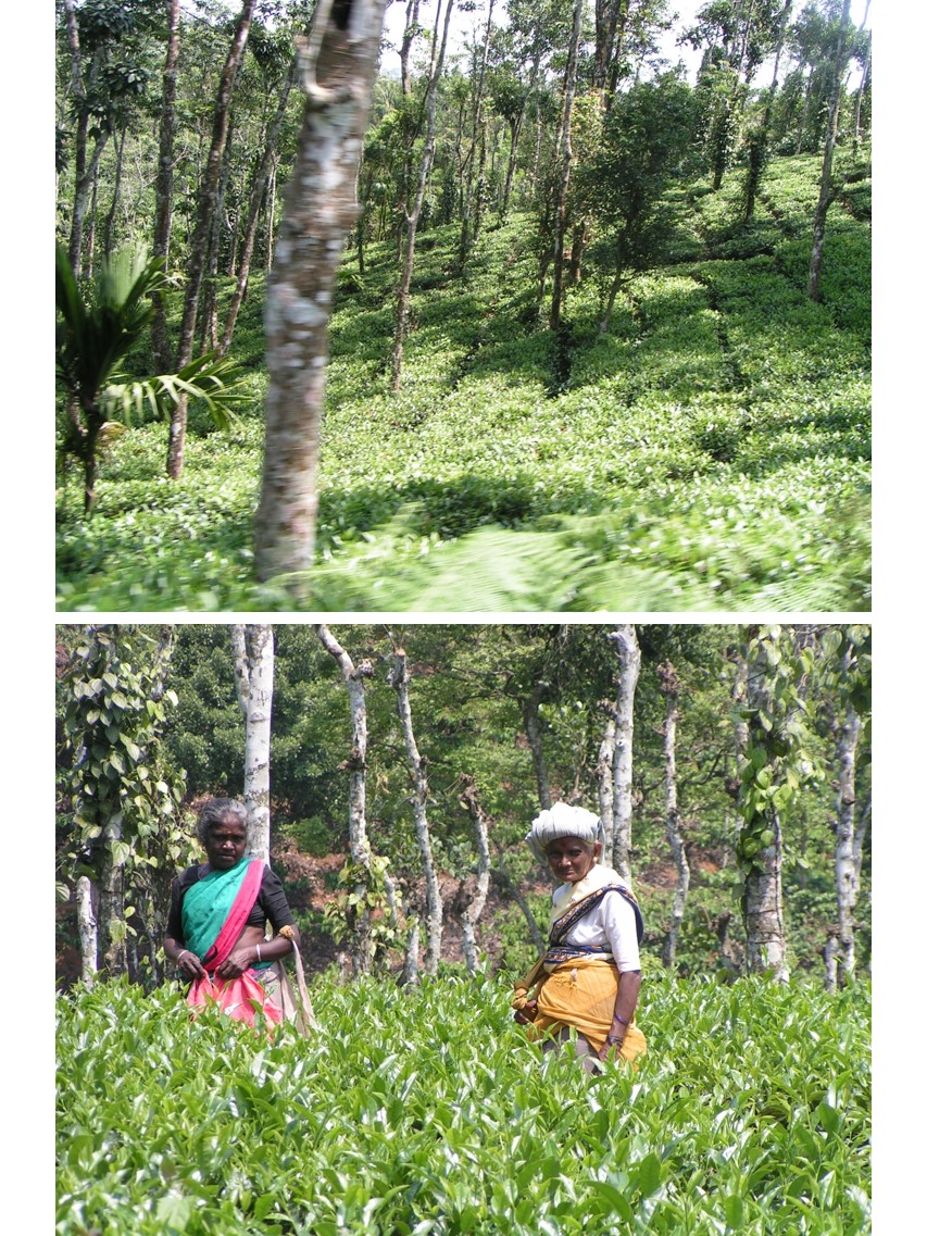 טיול שורשים להודו – חלק שני דרום הודו by מיכל בן הגיא - Illustrated by אבנר אייזיק - Ourboox.com