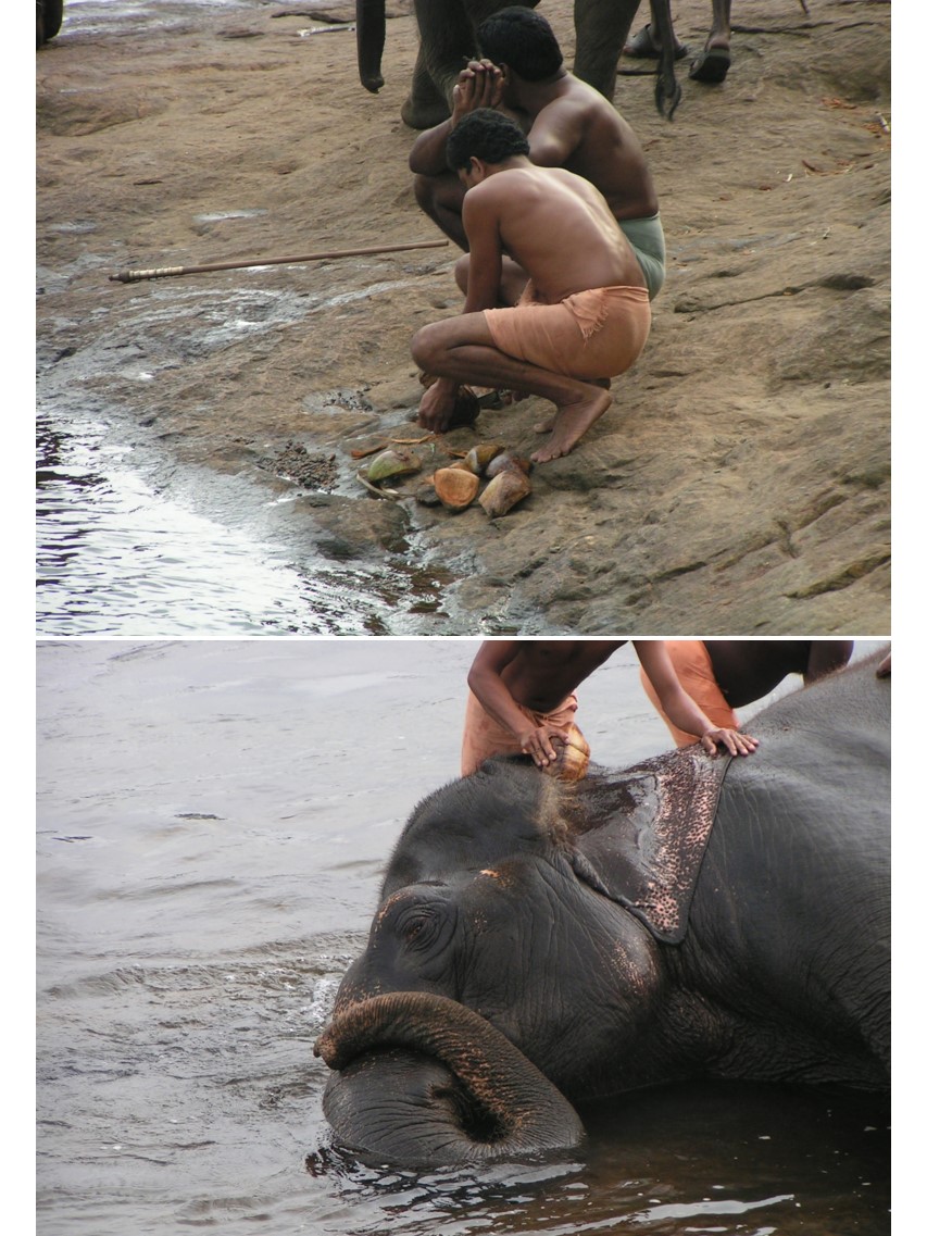 טיול שורשים להודו – חלק שני דרום הודו by מיכל בן הגיא - Illustrated by אבנר אייזיק - Ourboox.com