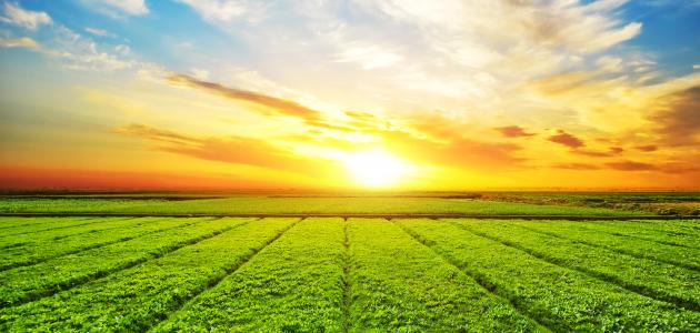 أهميه الضوء في حياة الكائنات الحية by rafat barkat - Ourboox.com