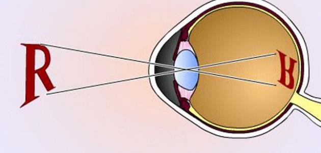 الجهاز العصبي by laila - Ourboox.com
