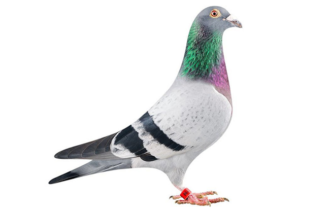 الكائنات الحية في البيئة القريبة by HEBA JABAREEN - Illustrated by المعلمة هبة جبارين - Ourboox.com