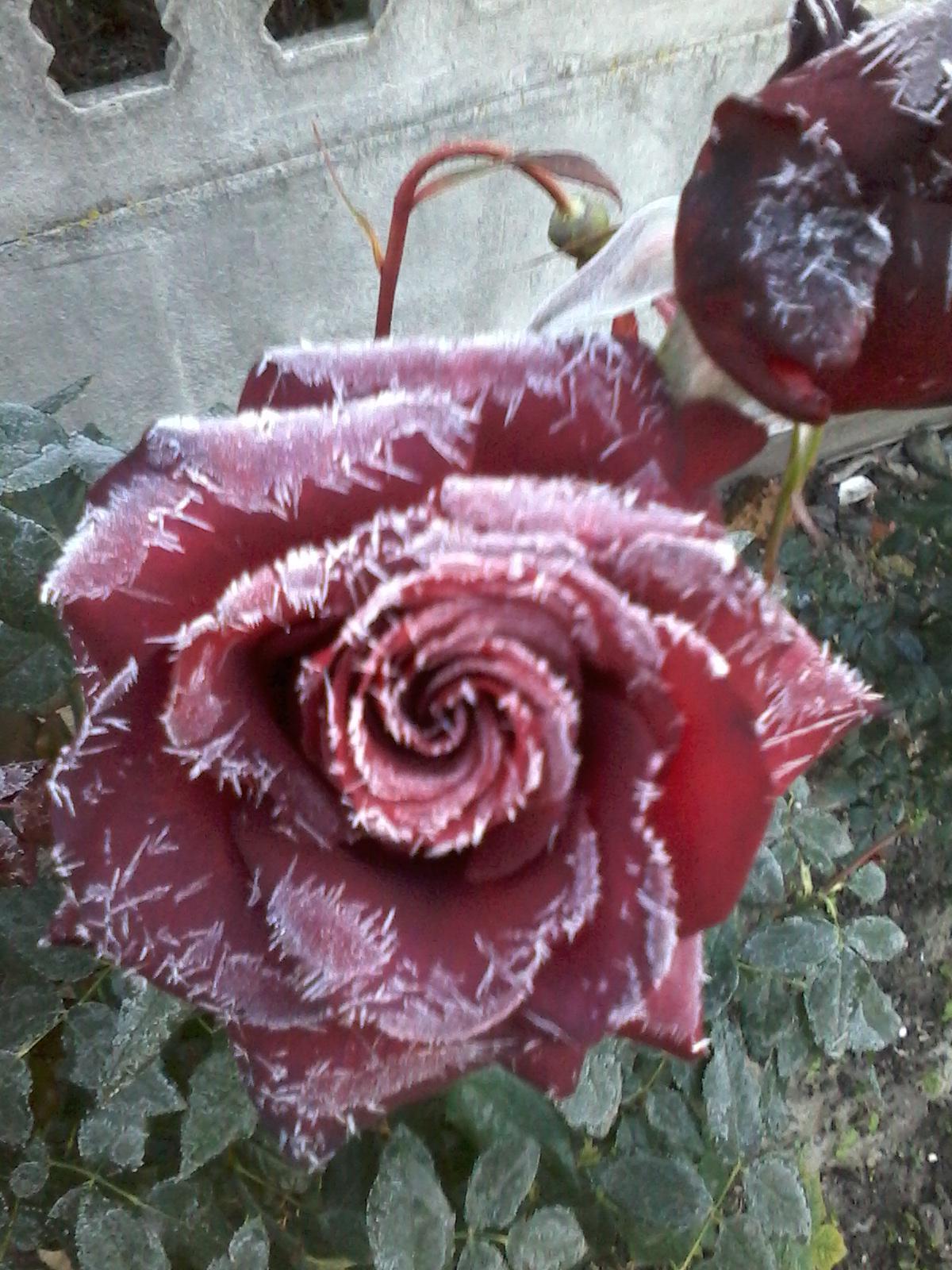 Winter by svitlana - Ourboox.com