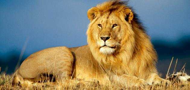 الكائنات الحيّة في البيئات المختلفة by HEBA JABAREEN - Illustrated by المعلمة هبة جبارين - Ourboox.com