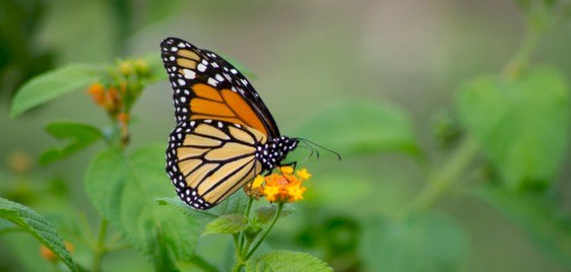 الكائنات الحية في البيئة القريبة by HEBA JABAREEN - Illustrated by المعلمة هبة جبارين - Ourboox.com