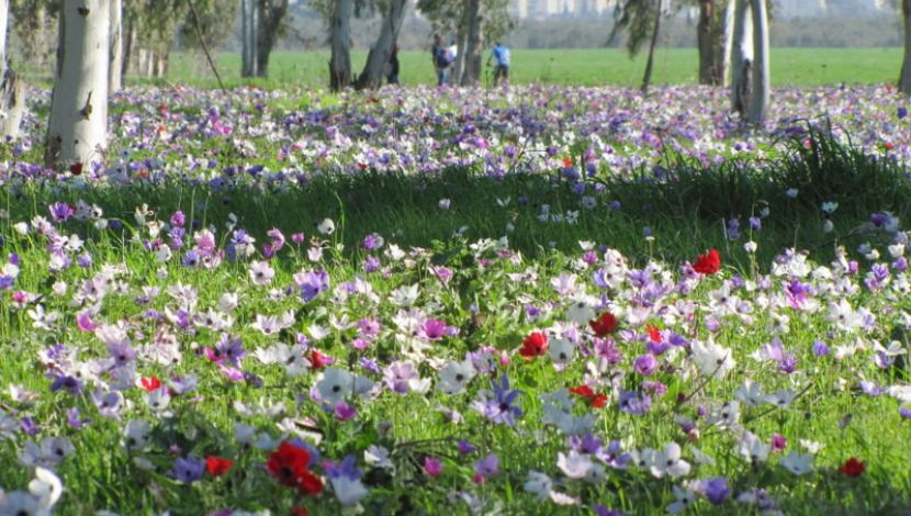 Excursions in Israel by david - Ourboox.com