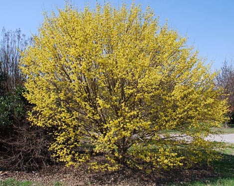 CORNIOLO – LUCA by alunni - Illustrated by Luca Pasta - Ourboox.com