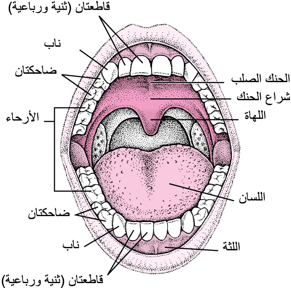 الجهاز الهضمي by shahed - Ourboox.com