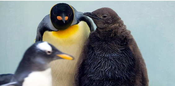 TEENS ON POLE/ PAST,NOW and FUTURE by Adile ZENGİNER - Illustrated by  Yusuf Kalkavan Anadolu Lisesi - Ourboox.com