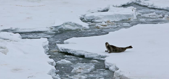 TEENS ON POLE/ PAST,NOW and FUTURE by Adile ZENGİNER - Illustrated by  Yusuf Kalkavan Anadolu Lisesi - Ourboox.com