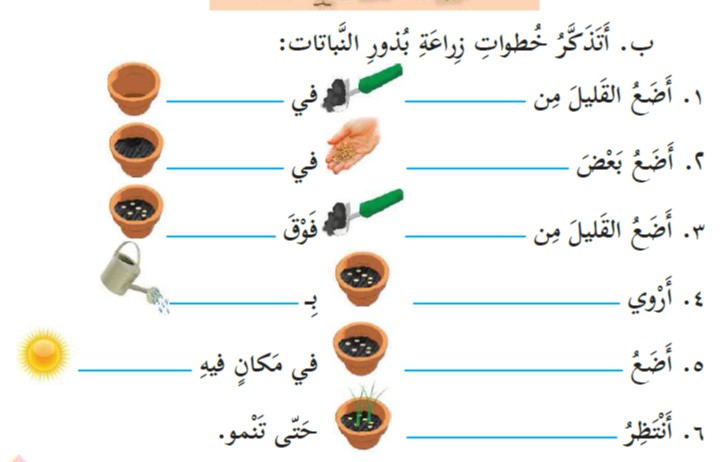 مراحل نمو النباتات