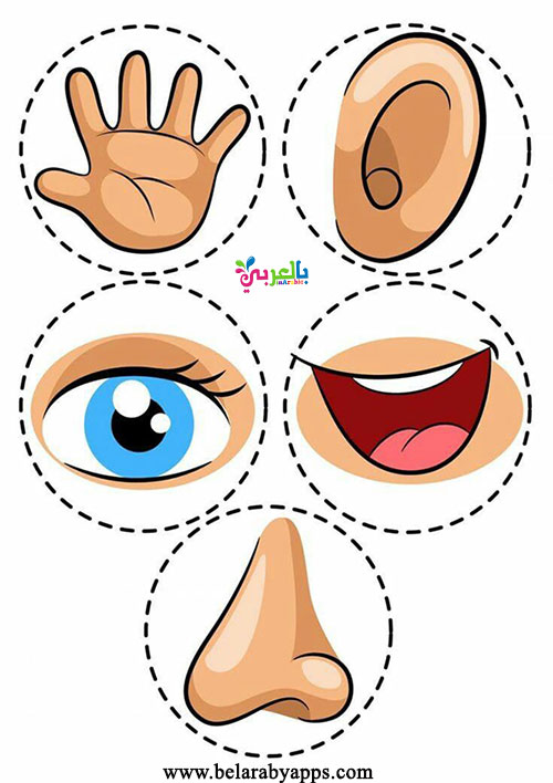 الحواس الخمس by Naseem Burqan - Ourboox.com