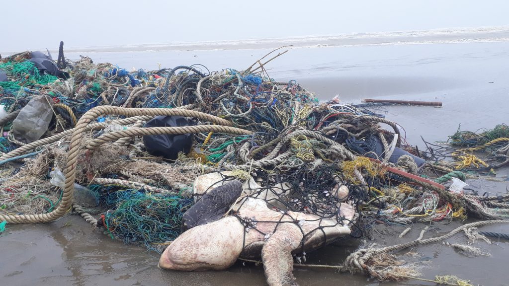 save the sea by adnan - Ourboox.com