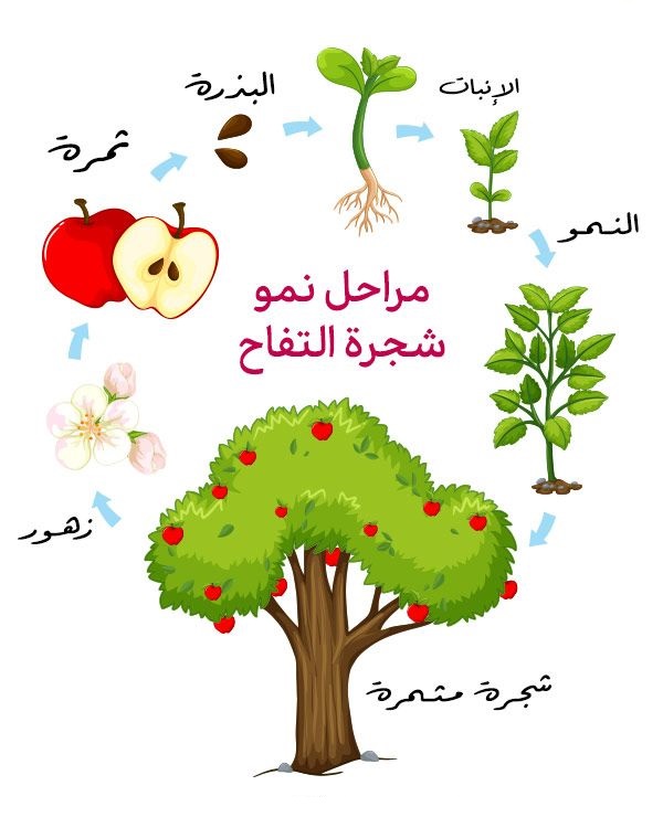 نمو النباتات by amani and hiba - Illustrated by أماني وهبة - Ourboox.com