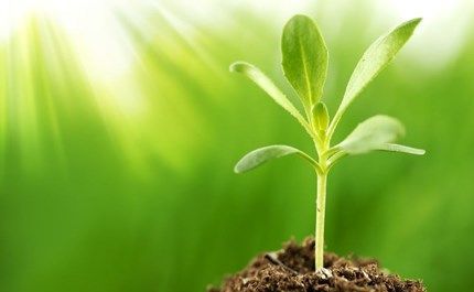 نمو النباتات by amani and hiba - Illustrated by أماني وهبة  - Ourboox.com