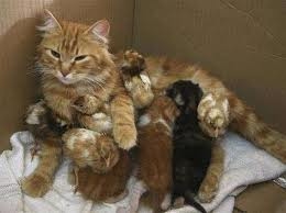 تكاثر الكائنات الحية by noor - Illustrated by  نور - همسة - فادية - المازة - هبة عبد القادر  - Ourboox.com