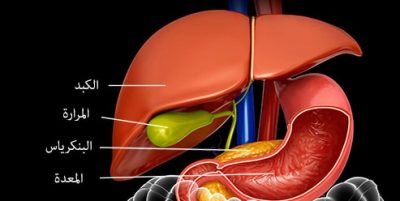 الجهاز الهضمي by shahed - Ourboox.com