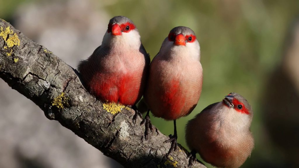 ЗДОРОВА ПЛАНЕТА-ЗДОРОВА ЛЮДИНА by Вихователь СДНЗ №65 "Лукомор