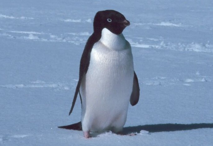 Una zucca parlante a New York (Sofia Zanotti) by Terza B. - Illustrated by Sofia Zanotti - Ourboox.com