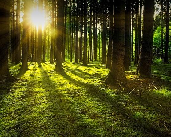 ЗДОРОВА ПЛАНЕТА-ЗДОРОВА ЛЮДИНА by Вихователь СДНЗ №65 "Лукомор