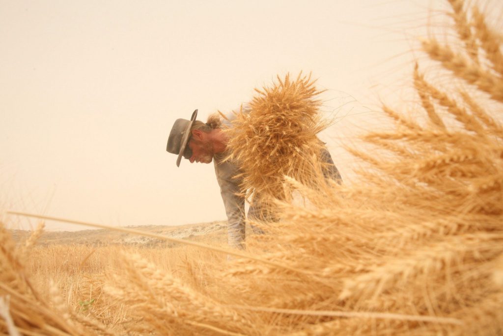 מעשה בשני אחים by Liat Levy - Ourboox.com