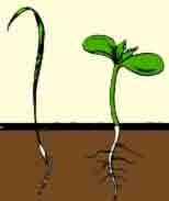 تكاثر الكائنات الحية by noor - Illustrated by نور - همسة - فادية - المازة - هبة عبد القادر - Ourboox.com