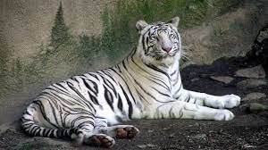 النمر by Kareem - Illustrated by google - Ourboox.com