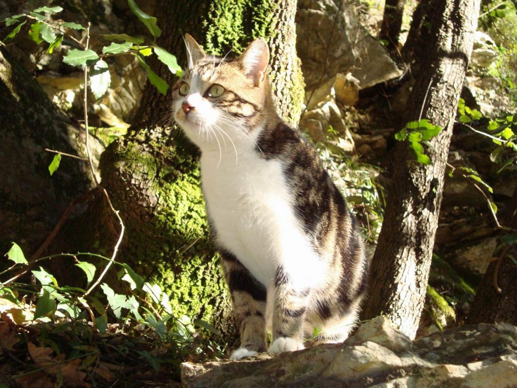 Una zucca parlante a New York (Sofia Zanotti) by Terza B. - Illustrated by Sofia Zanotti - Ourboox.com