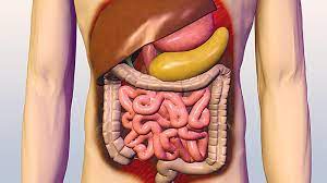 الجهاز الهضمي by ---- - Ourboox.com