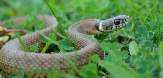 الكائنات الحيّة في البيئات المختلفة by HEBA JABAREEN - Illustrated by المعلمة هبة جبارين - Ourboox.com