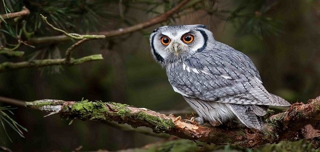 الكائنات الحيّة في البيئات المختلفة by HEBA JABAREEN - Illustrated by المعلمة هبة جبارين - Ourboox.com