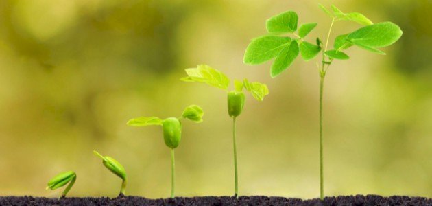 نمو النباتات by amani and hiba - Illustrated by أماني وهبة - Ourboox.com