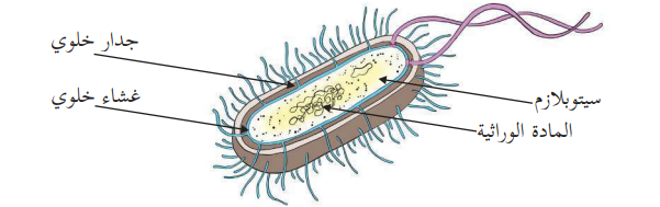 الخلية في الكائنات الحية by saeed abbasi - Illustrated by ايالة طوطح / سعيد العباسي/هبة بيضون - Ourboox.com