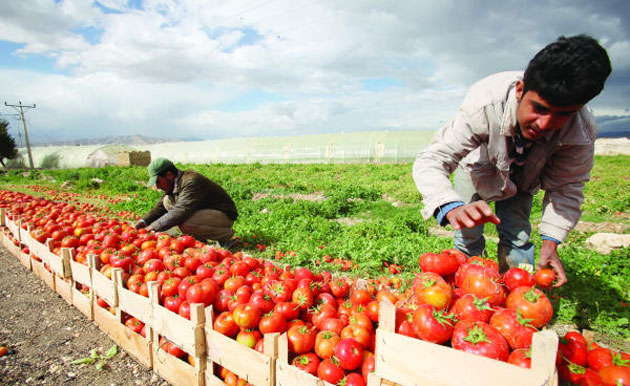 نمو النباتات by amani and hiba - Illustrated by أماني وهبة - Ourboox.com